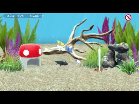 My Axolotl Aquarium Video