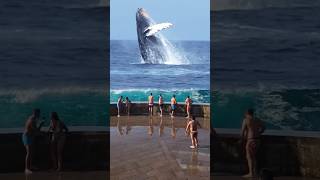 Waiting for the Big Wave due to the Big Whale Collision