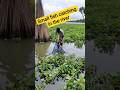 Catching Colorful Fish With A Push Net Fishingvideo Villagefishing Pushnetfishing