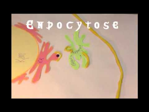 Endocytose / Exocytose (Membranfluss Stop-Motion)