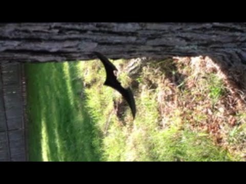 How to Throw a Batarang