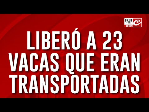Vacas a la deriva: camión jaula volcó y liberó el ganado en plena ciudad