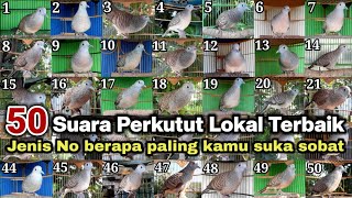 Download lagu 50 Perkutut, Suara & irama terbaik jenis No berapa yang paling kamu suka sobat mp3