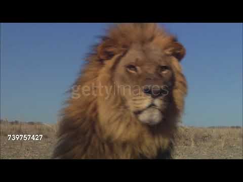 Cheetah Pan Part 4: Matilda is Put Out for the Night