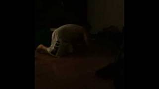 Dom cleans everything with windex