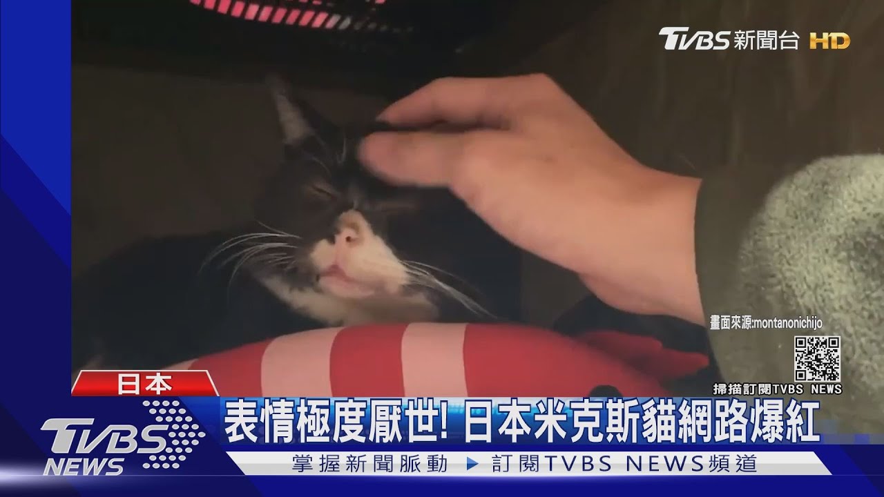 眼神死!表情超厭世 日本米克斯貓網路爆紅