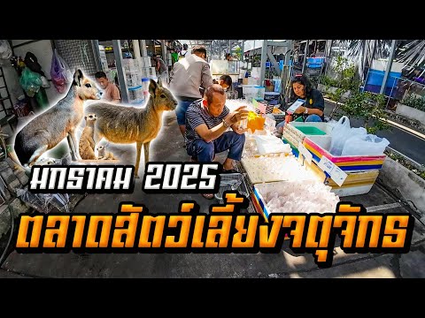 เดินตลาดสัตว์เลี้ยงจตุจักร