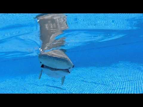 IUCN分類における絶滅の危険性を示す図。