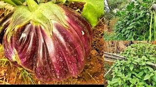 เก็บผักสวนครัวสารพัดชนิดที่บ้านสวน  4/8/21