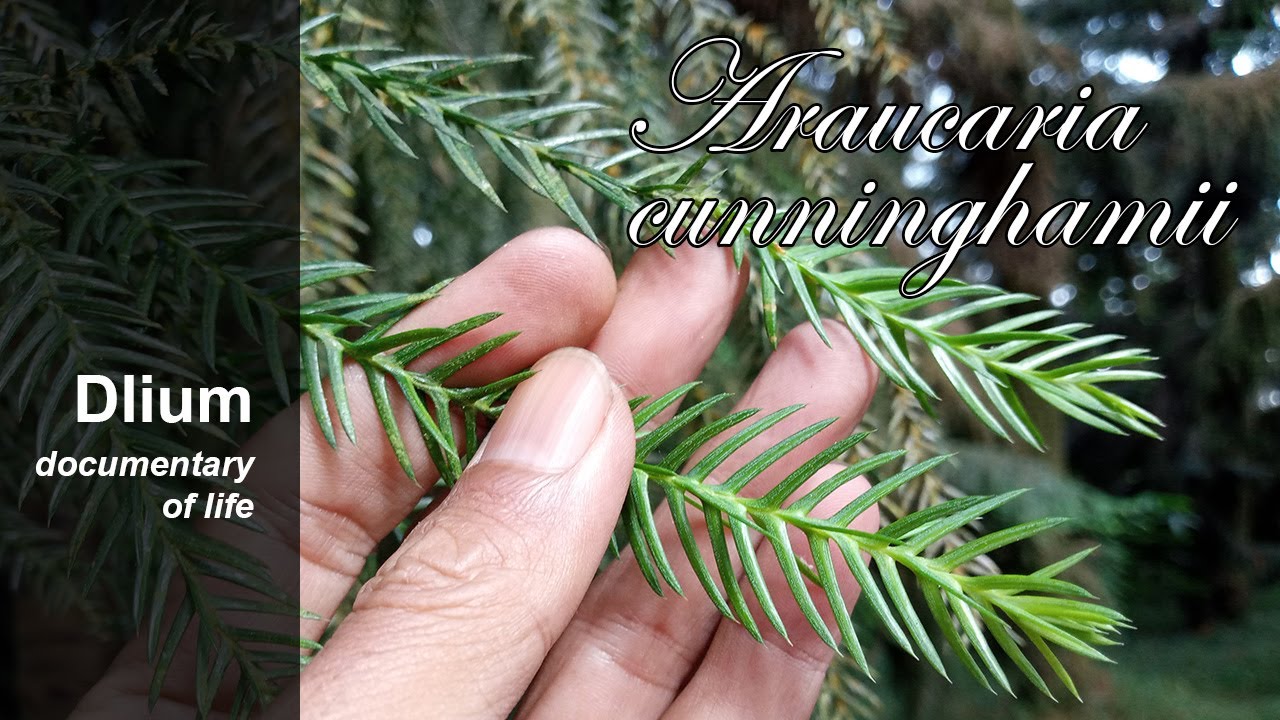 Hoop pine (Araucaria cunninghamii) - YouTube