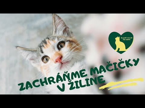 Obrázok k článku Pomôžte zachrániť mačací útulok v Žiline – každý príspevok sa počíta!