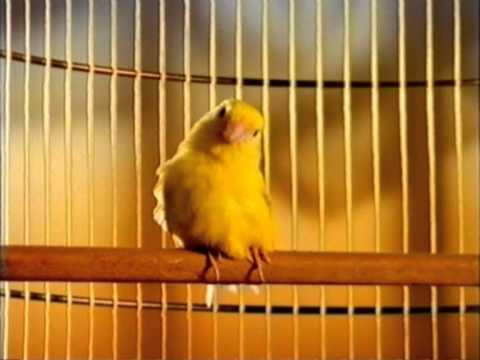 Wick Blau Werbung Kanarienvogel 2001
