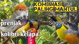 Download lagu SUARA PIKAT KOMBINASI PRENJAK, SOGON, KOLIBRI KELAPA, KEMADE dijamin paling ampuh mp3