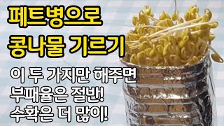 패트병으로 콩나물 키우기-이 두가지만 해주면 부패율은 절반! 수확은 더 많이!
