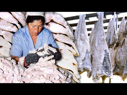 El BACALAO. Salado y secado natural de este PESCADO como hace 25 AÑOS (artesanal y con maquinaria)