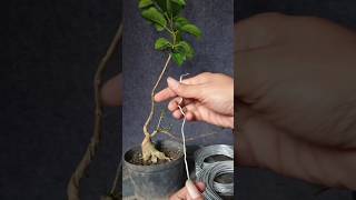 Download lagu Recommended bonsai wire sizes for basic movements #bonsai #bonsaitree #shorts mp3 Download lagu Recommended bonsai wire sizes for basic movements #bonsai #bonsaitree #shorts mp3
