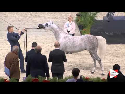 N.98 AL NADIR - Paris 2015 - Colts 2-3 years old (Class CM5 A)