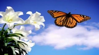 The Forgiving Dream. Teachings from A Course in Miracles