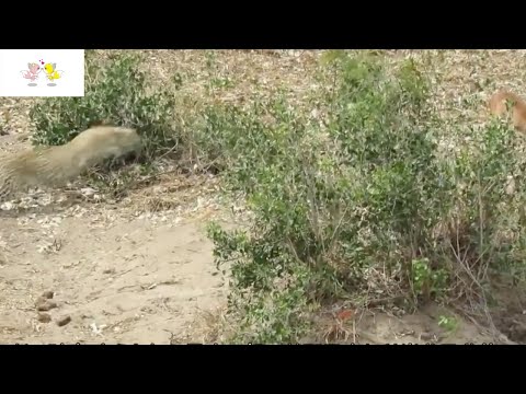 チベタン・マスティフ