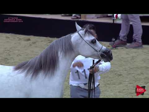 N.117 NAJLA UMM ALUDHAM - 21st Qatar National 2018 - Yearling Fillies (Class 3D)
