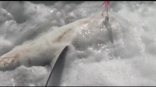 ASFN Rock & Surf - Fishing for Grey Sharks at Fransmanshoek