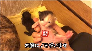 この動画はノミが映ります、虫とかNGの方は注意して見て下さい[妊娠した野良猫がうちで子供を産んじゃった]#6 【保護猫の出産】