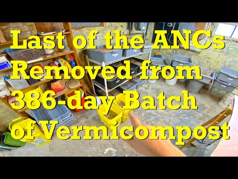 Reunite straggler ANCs from bait box with worms in yellow buckets - vermicompost