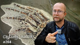 Skin from 240 million years ago! - Planet Made to Measure - Microphone Material | Reading Nature ...