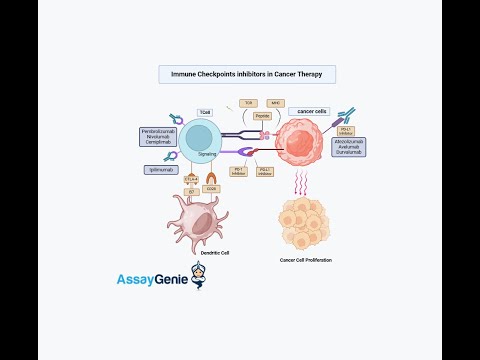 Targeting Immune Checkpoints as Cancer Therapy