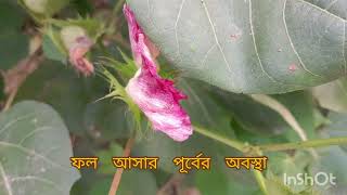 তুলার অবস্থা বর্ণনা