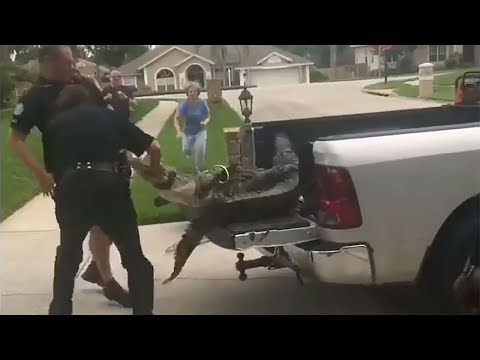 Watch This Wild Alligator Knock The Trapper Out Trying To Get Him In Truck