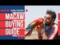 Macaw Buying Guide