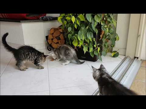 SchmuseAlarm.ch - Samira mit Babies 2017