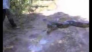 preview picture of video 'Los Llanos Venezuela: Anaconda of 6 meter'