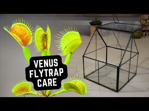 How to Set Up a Venus Flytrap Terrarium 🪴