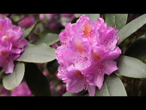 LU Rododendru audzētava “Babīte”