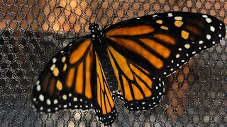 Launching Monarchs Part 2 | Garden Tour | Suburban Gardening