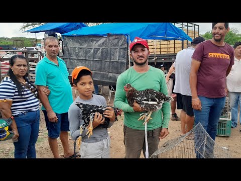 Feira de galinhas caipira da Vila do jerimum, Taquaritinga do Norte PE 01/02/2026