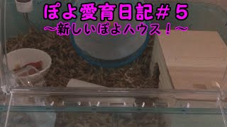 ぽよ愛育日記＃５「新しいぽよハウス！」【ゴールデンハムスター】