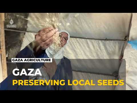 Gaza's seed bank: Digging deep to preserve agricultural heritage