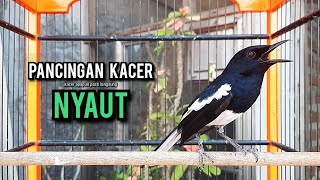 Download lagu SUARA BURUNG kacer gacor NGEPLONG tarung ini paling ampuh buat PANCINGAN KACER agar EMOSI NYAUT mp3