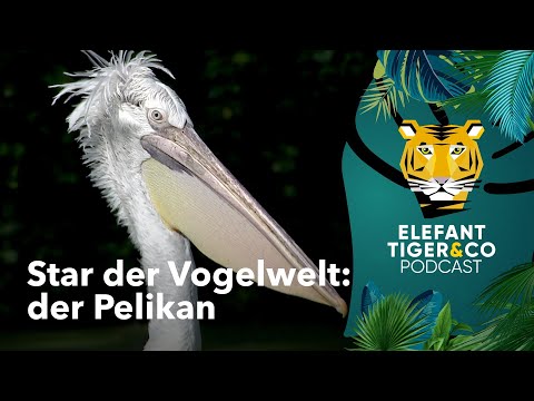 ETC Podcast: Der Krauskopf-Pelikan | Elefant, Tiger & Co. | MDR