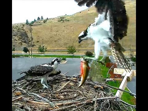 Hellgate ospreys 8 28 18 342pm Louis delivered a Lg live fish to L'el'e beautiful fly in by L'el'e