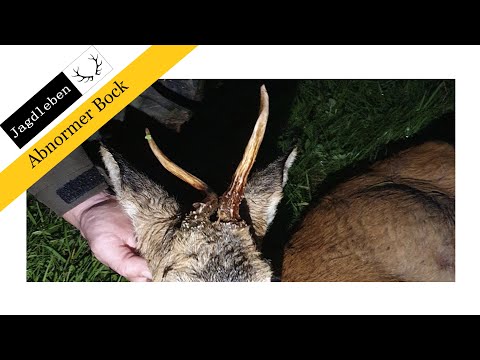 Abnormer Bock beim ersten Ansitz