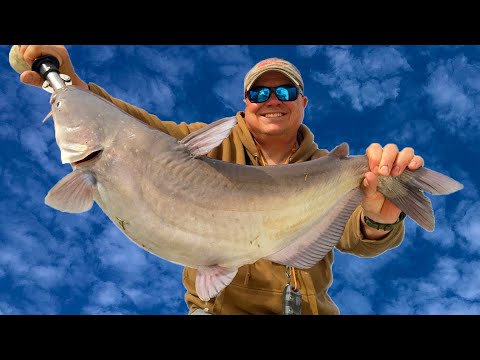 Understanding the Catfish Spawn