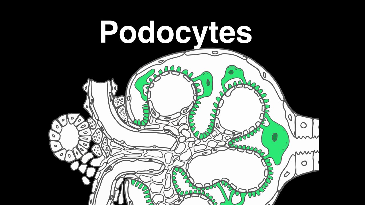 Podocytes - YouTube