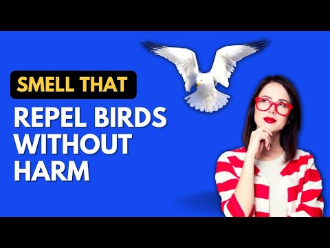 YouTube video about: What smell do pigeons hate?