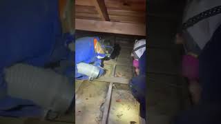 Attic Vacuum Cleaning & Restoration | Rodent Infestation Services for Soiled Insulation