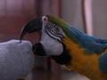 Parrot Pet Commercial