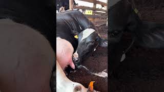 A vaca leiteira bebendo o próprio leite